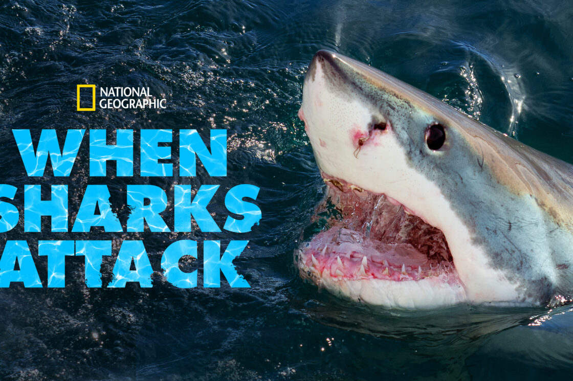 When Sharks Attack – Nat Geo Wild - Programmes - Objective Media Group